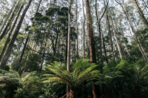 Idei de activități recreative pentru întreaga familie