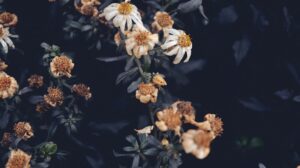 Cum începi o pagină de Instagram care vinde