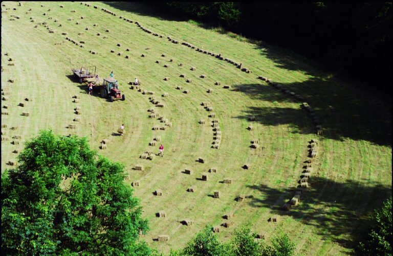ALDEMO – Furnizorul Roman de Seminte Furajere Certificate care Sprijina Agricultura Durabila